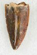 Serrated Raptor Tooth From Morocco - #20696-1